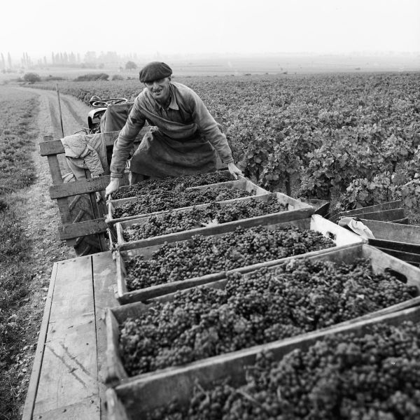 Datei:French farmer harvesting grapes for the production of wine - 1965.jpg